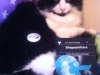 Jen putting stuff on her cat
