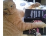 K C Shaw's cat Jekyll approves